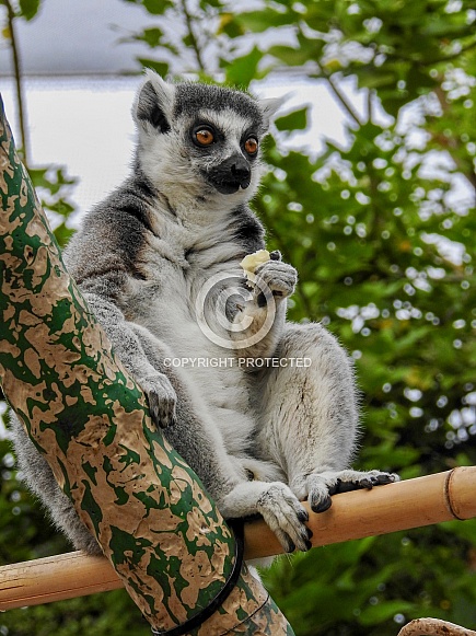 Ring-tailed Lemur Ring-tailed Lemur