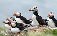 Puffins on a rock
