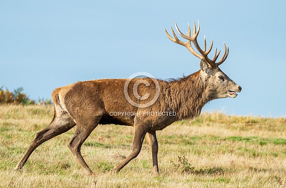 Red Deer Stag