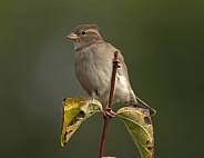 House Sparrow