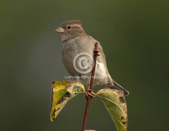 House Sparrow