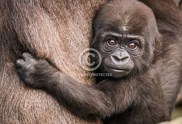 Baby Western Lowland Gorilla