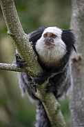 White-headed marmoset (Callithrix geoffroyi)