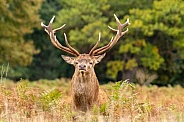 red deer