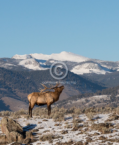 Wild bull elk bugling with snow covered mountains in the background