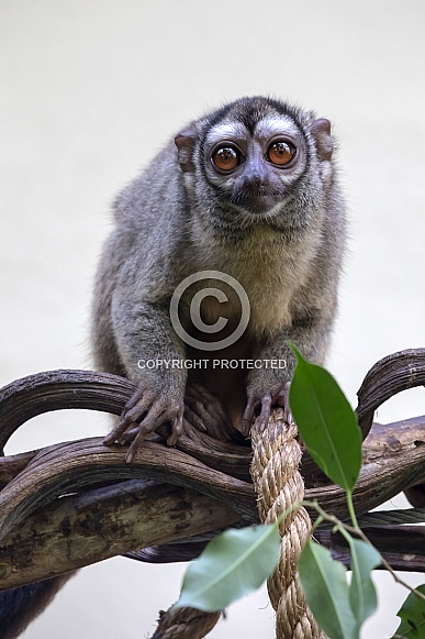 Three-striped night monkey (Aotus trivirgatus) Three-striped night monkey (Aotus trivirgatus)
