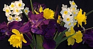 Daffodils Jonquils and Iris