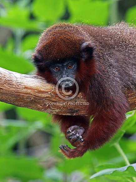 Coppery titi (Plecturocebus cupreus