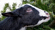 domestic goat (Capra aegagrus hircus)