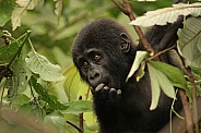 Baby Mountain Gorilla (wild)