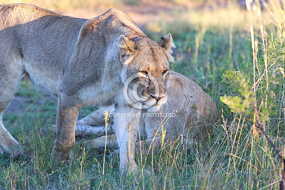 Lioness, up close and personal Lioness, up close and personal