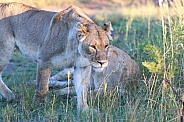 Lioness, up close and personal