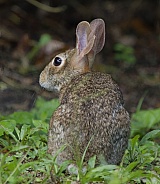 Marsh Rabbit