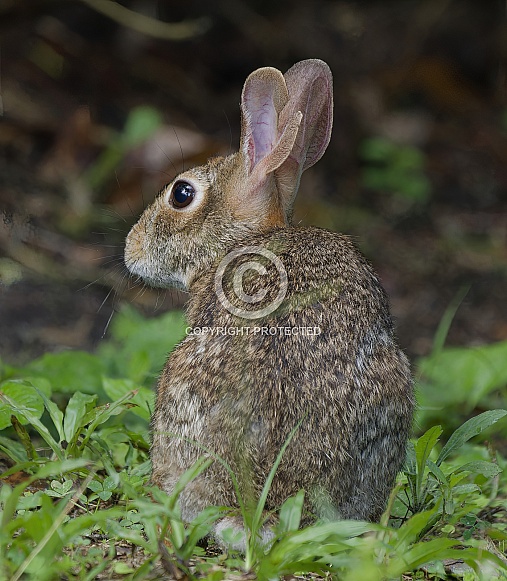 Marsh Rabbit