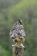 Eurasian Eagle Owl