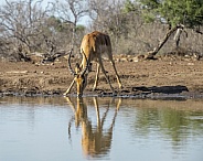 Impala Reflected in a Waterhole