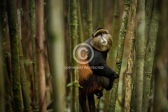 Wild and rare golden monkey Wild and rare golden monkey