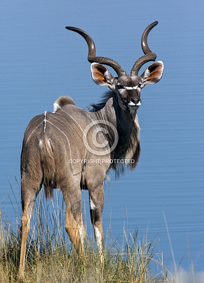 Mature male Kudu - Namibia
