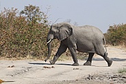 Bull elephant walking in side profile