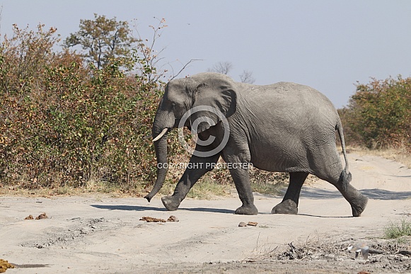Bull elephant walking in side profile
