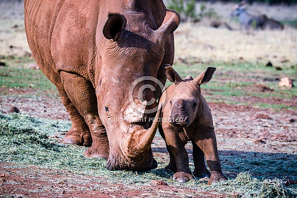 White Rhino mother and calf