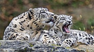 Two snow leopards  together