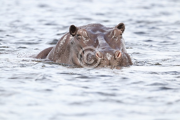 Hippopotamus