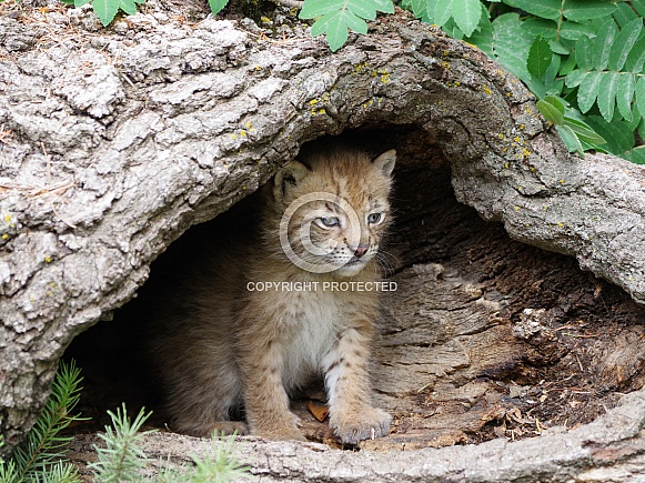 Siberian lynx kitten