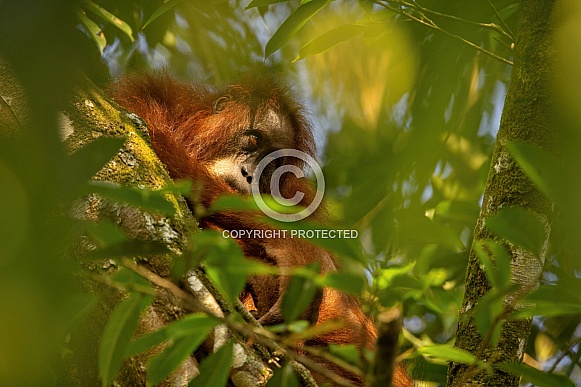 Sumatran orangutan in the nature habitat