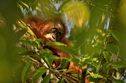 Sumatran orangutan in the nature habitat