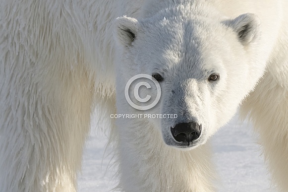 Polar Bear