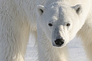 Polar Bear