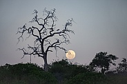 Marabou Stork in a dead tree - Botswana