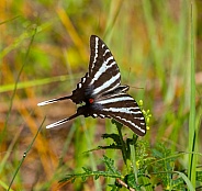 Zebra swallowtail butterfly - Protographium marcellus