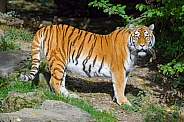 Tiger standing