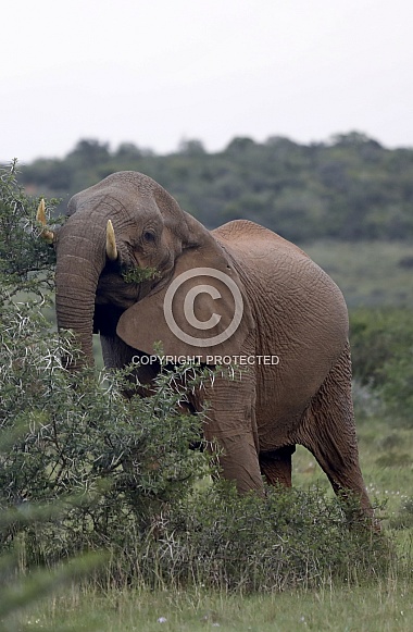 Elephants