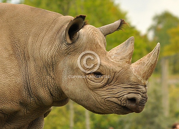 Black Rhino