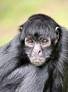 Colombian Black Spider Monkey