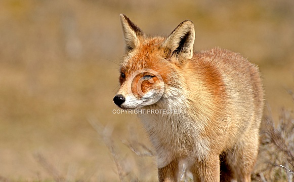 Red fox Red fox