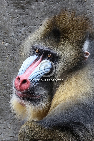 mandrill (Mandrillus sphinx)