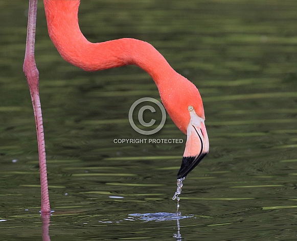 Caribbean Flamingo