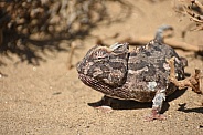 Chameleon (Chamaeleo namaquensis)