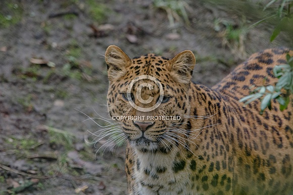 Leopard