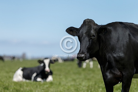 Dutch Cow and Cows
