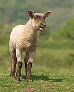 Posing Lamb Bleating