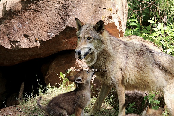 Wolf and Wolf Pups Wolf and Wolf Pups