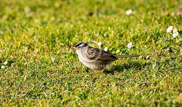 white-crowned sparrows white-crowned sparrows