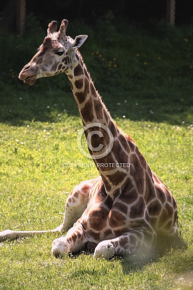 Female Giraffe Lying in the Sunshine