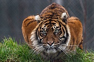 Sumatran Tiger Crouched Down
