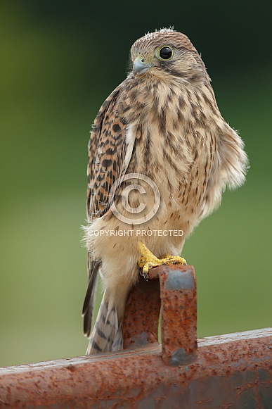 The European common kestrel